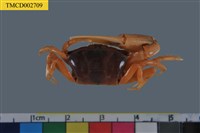 藏品(北方丑招潮蟹)的圖片